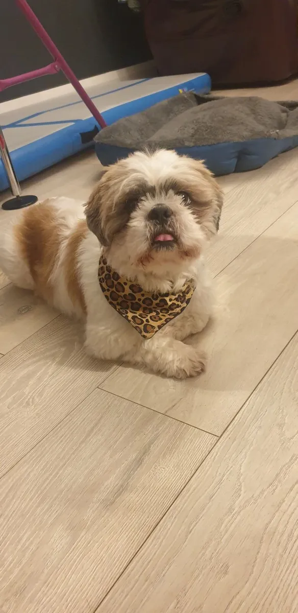 Male Shih tzu - Image 3