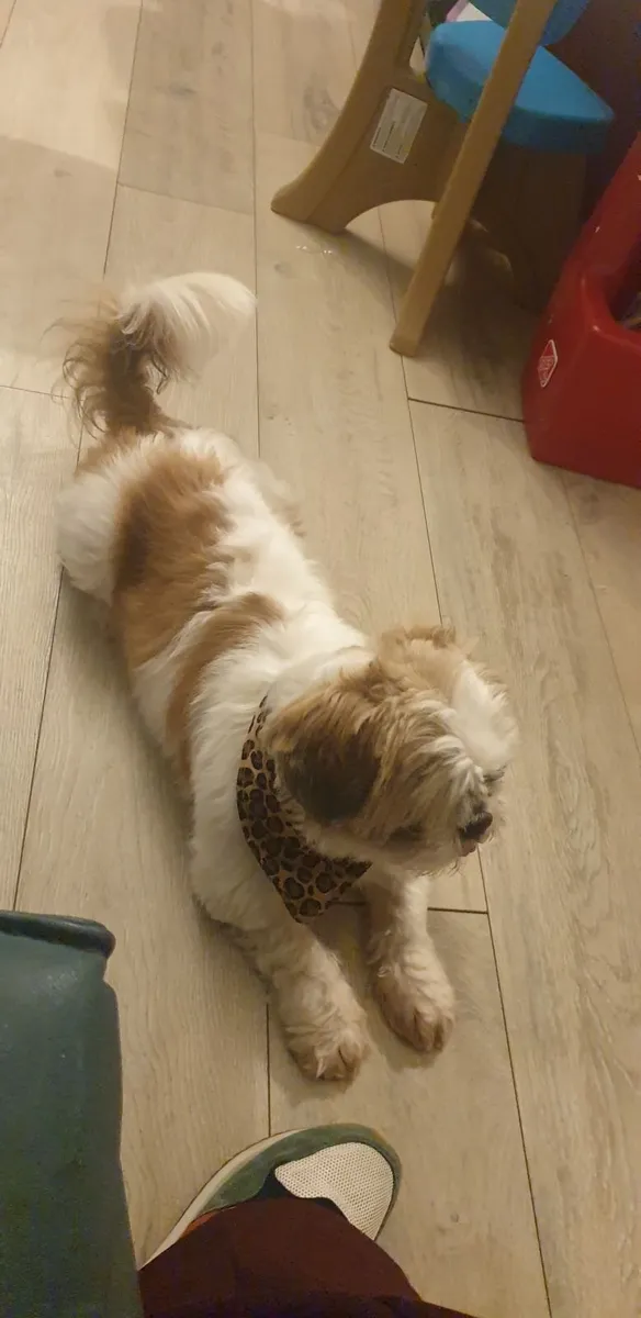 Male Shih tzu - Image 2