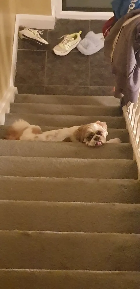 Male Shih tzu - Image 4