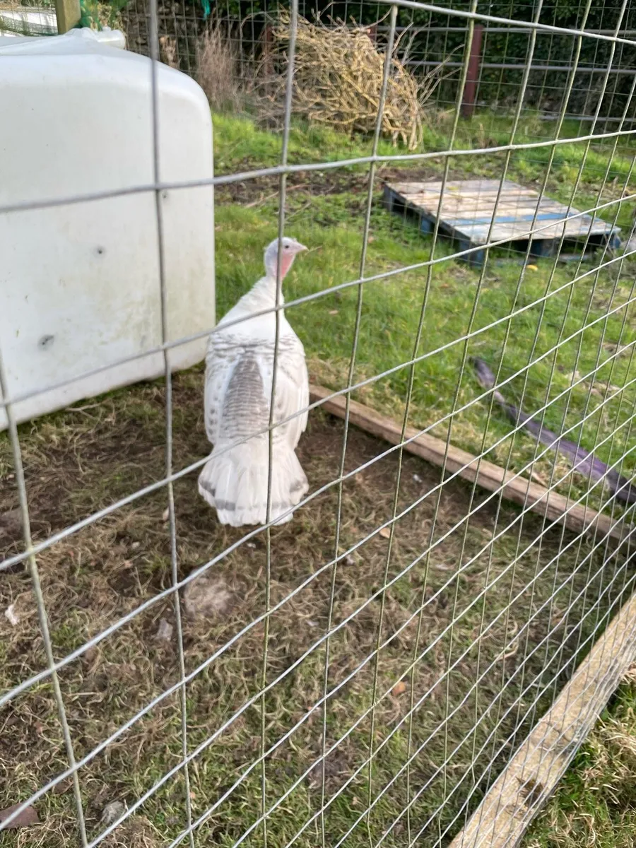 Turkey Hen - Image 4