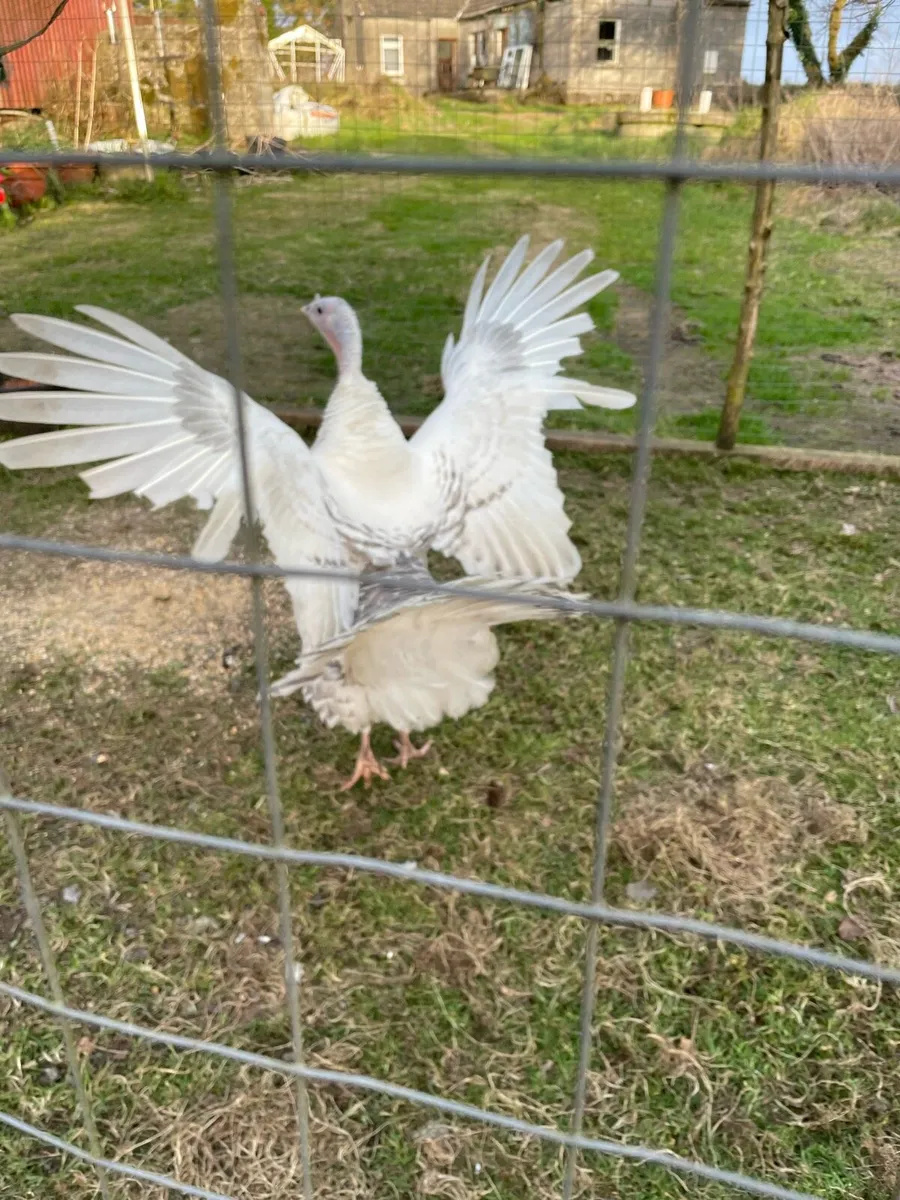 Turkey Hen - Image 2