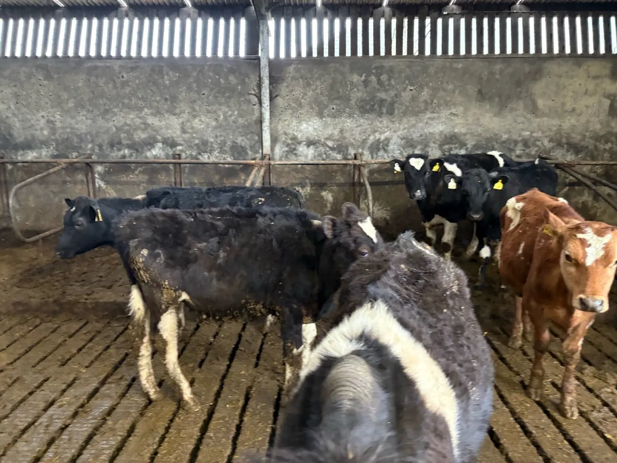 10 Friesian bullocks - Image 4