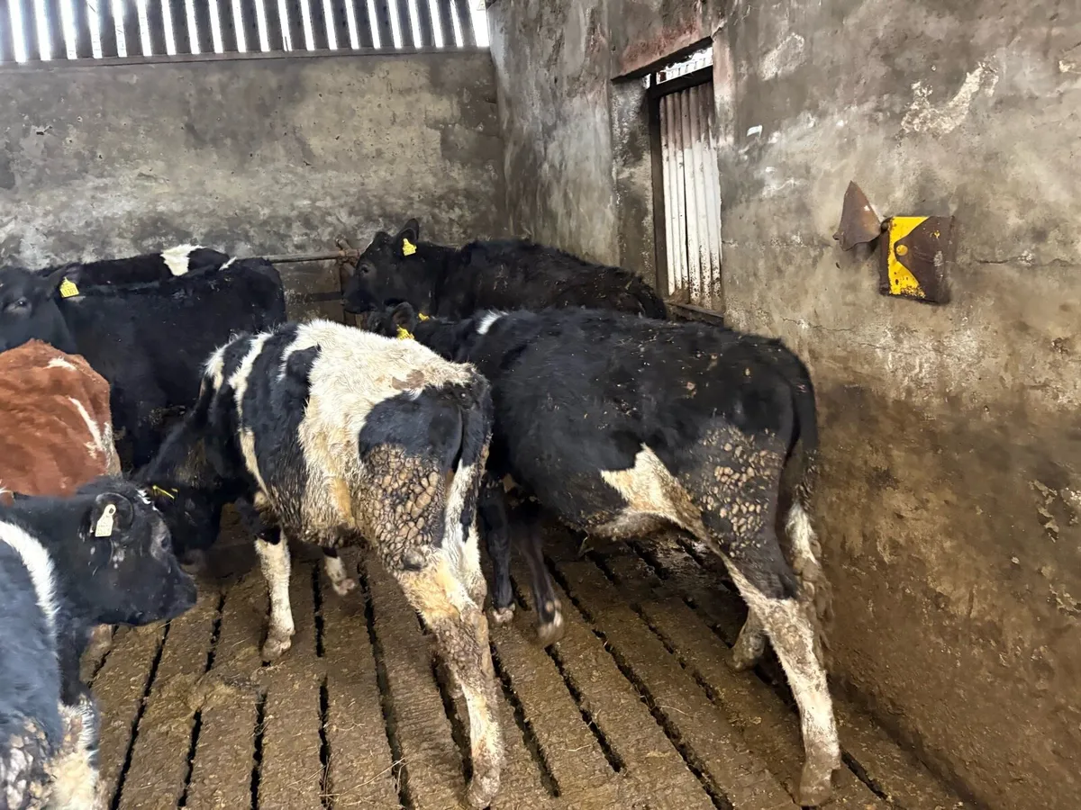 10 Friesian bullocks - Image 1