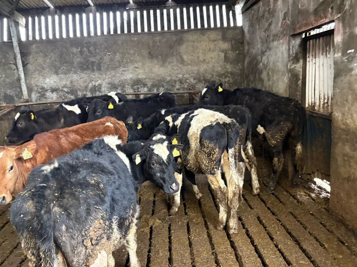 10 Friesian bullocks - Image 2