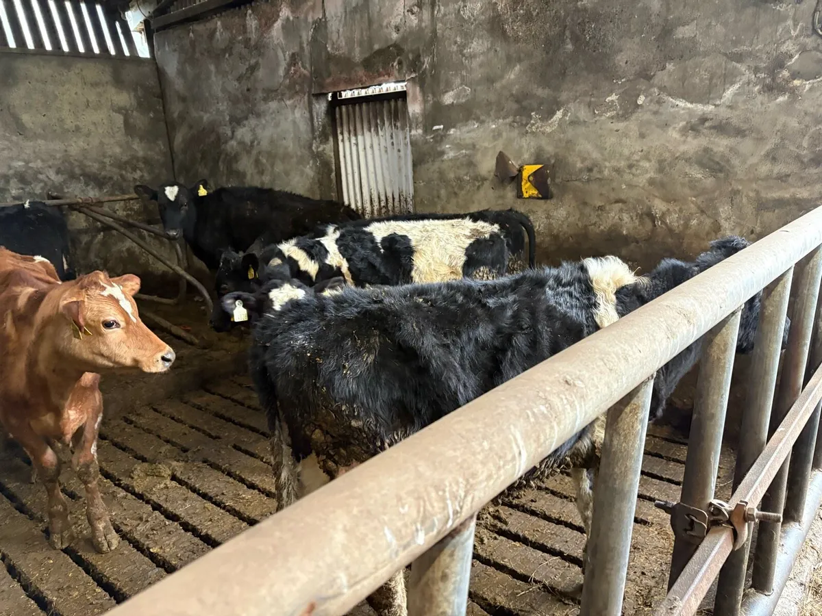 10 Friesian bullocks - Image 3