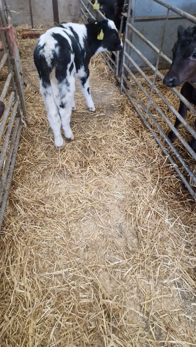 Belgium blue calf  420 - Image 2