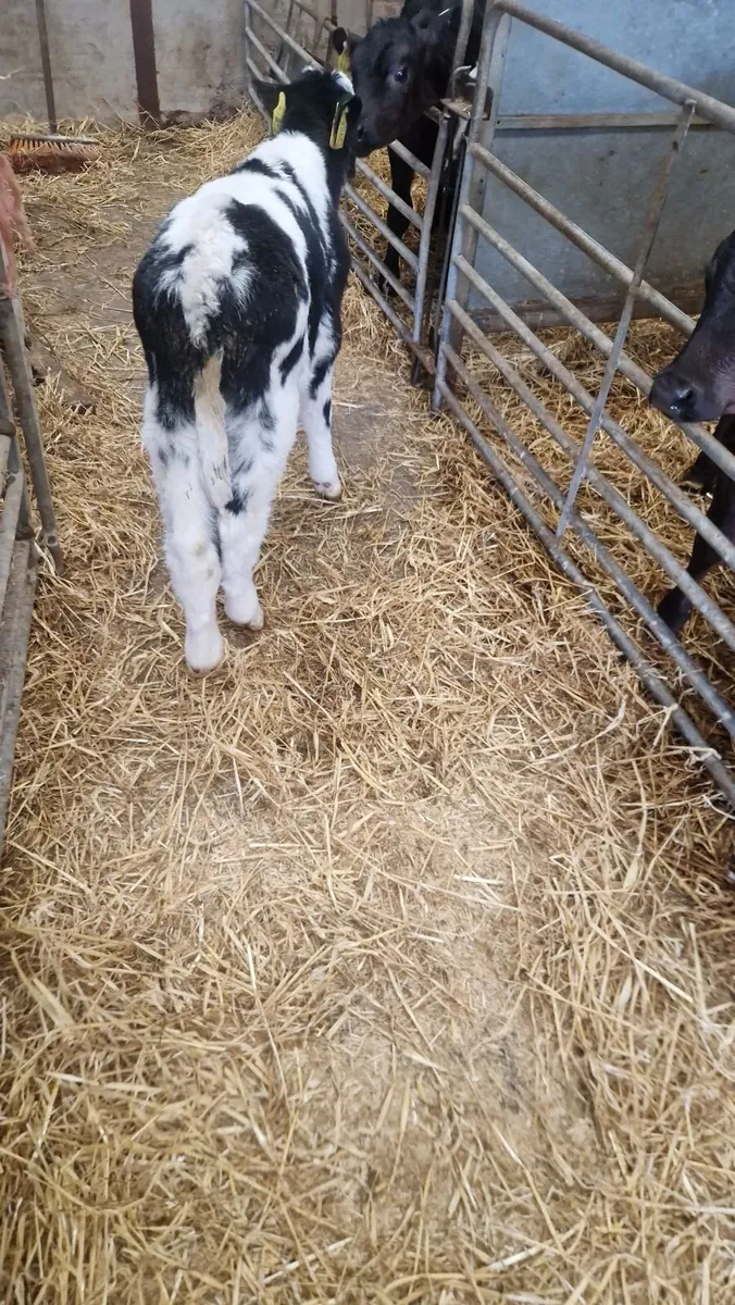 Belgium blue calf  420 - Image 3