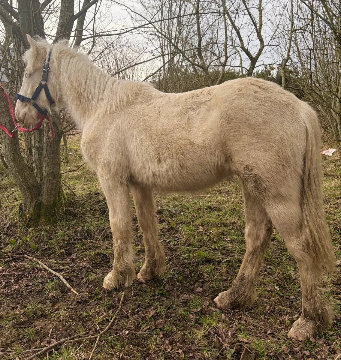 Palomino cob filly foal - Image 1