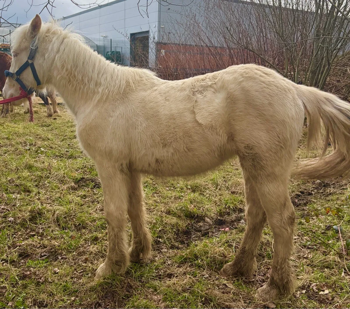 Palomino cob filly foal - Image 2