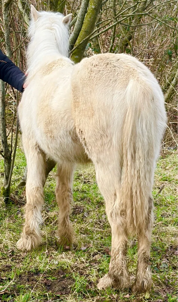 Palomino cob filly foal - Image 3