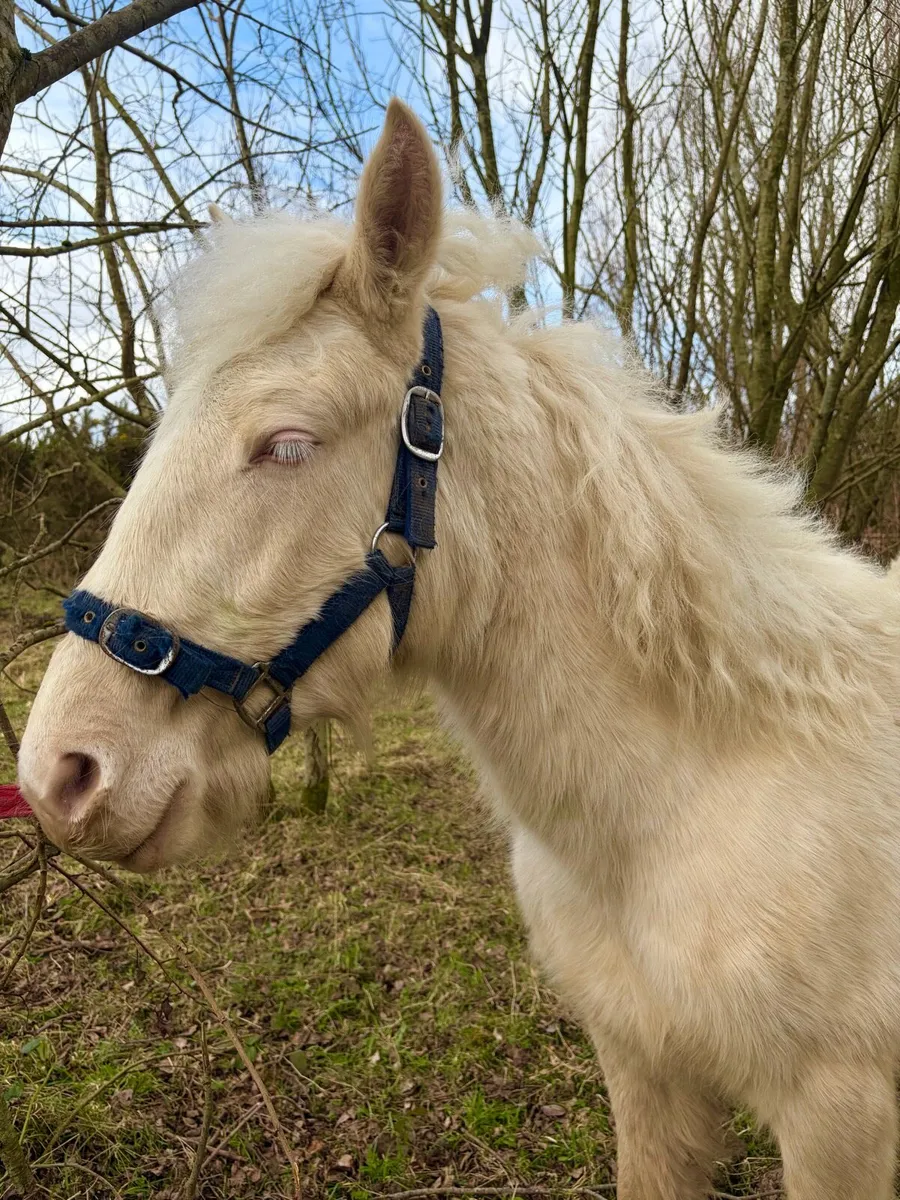 Palomino cob filly foal - Image 4
