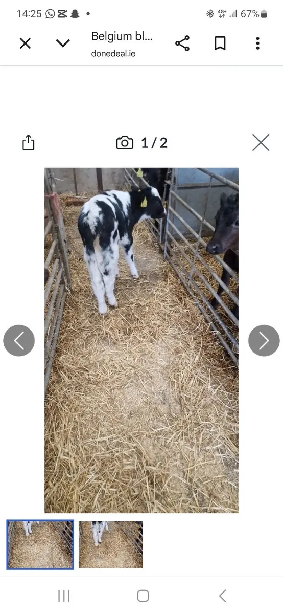 Belgium blue calf  420 - Image 1