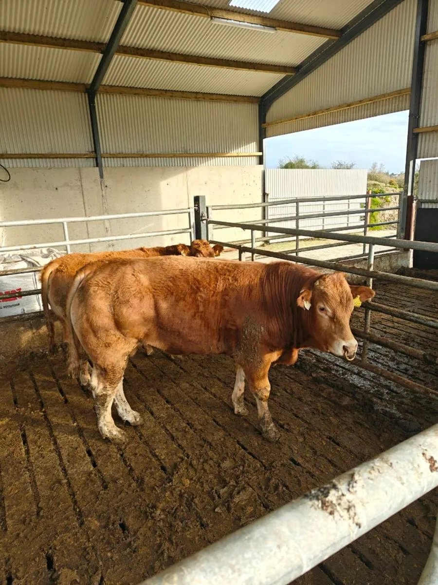 Limousin bulls - Image 1