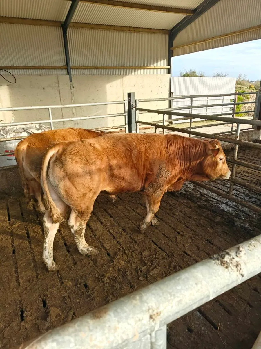 Limousin bulls - Image 2