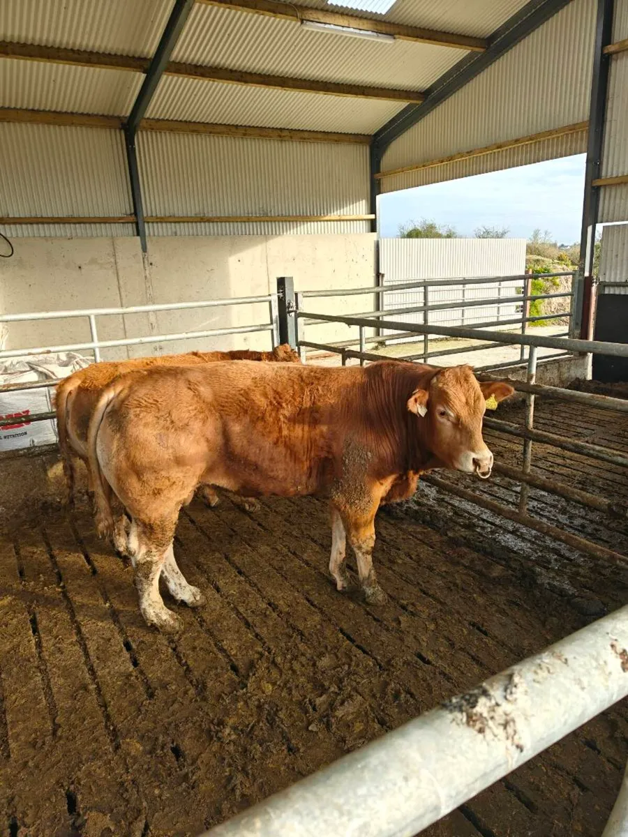 Limousin bulls - Image 3