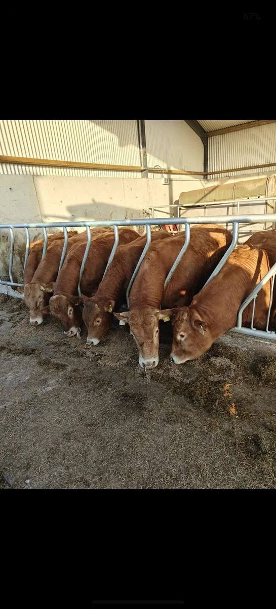 Limousin bulls - Image 4