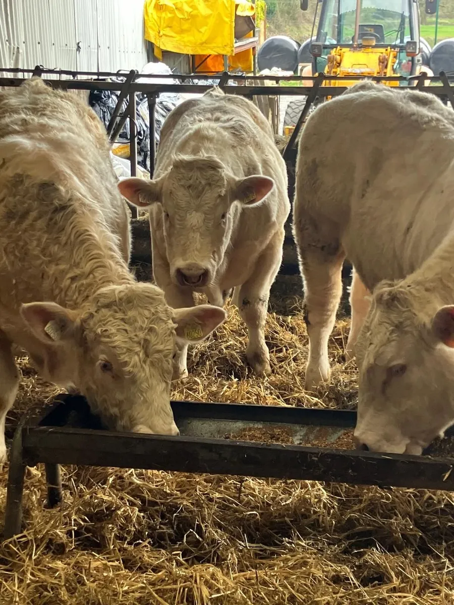 Two pure bred 5 star Charolais bulls - Image 1