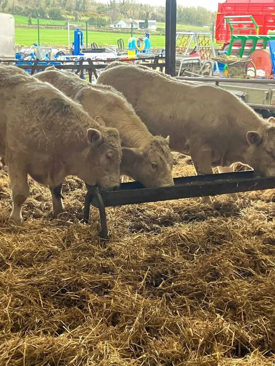 Two pure bred 5 star Charolais bulls - Image 2