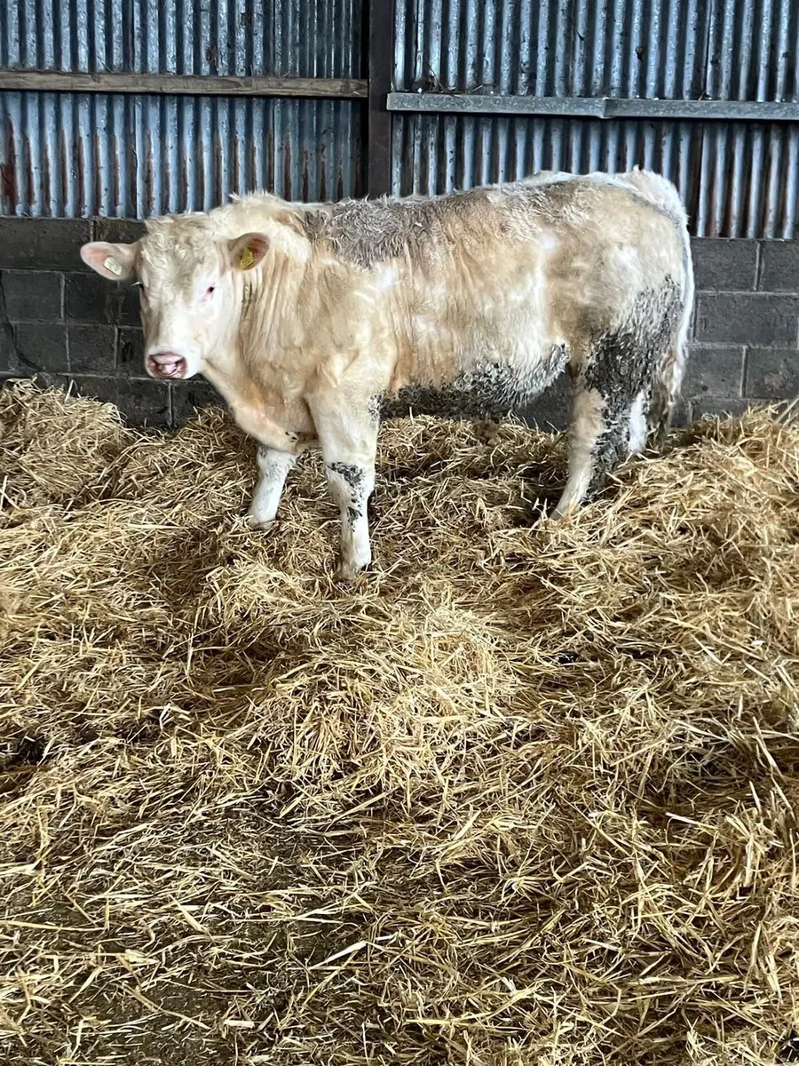 Two pure bred 5 star Charolais bulls - Image 3