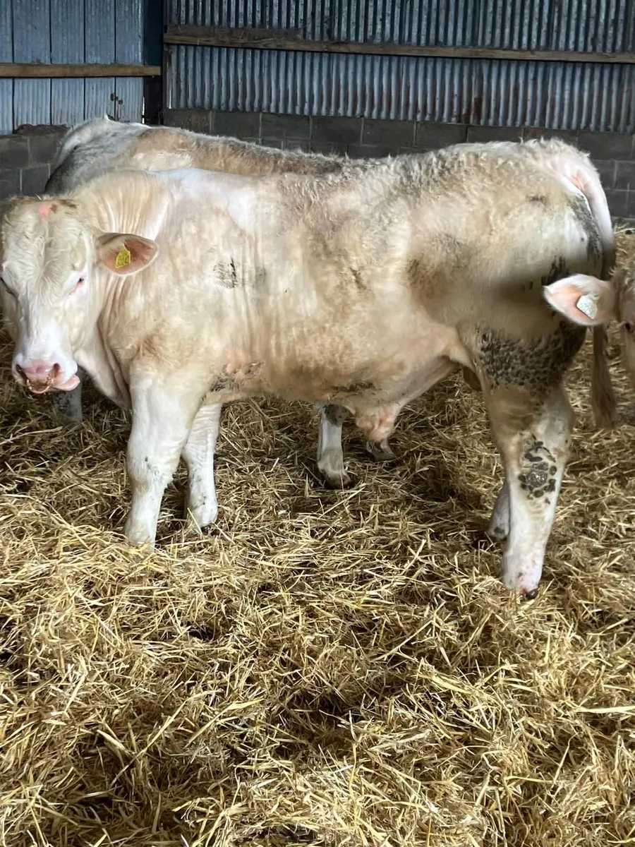 Two pure bred 5 star Charolais bulls - Image 4