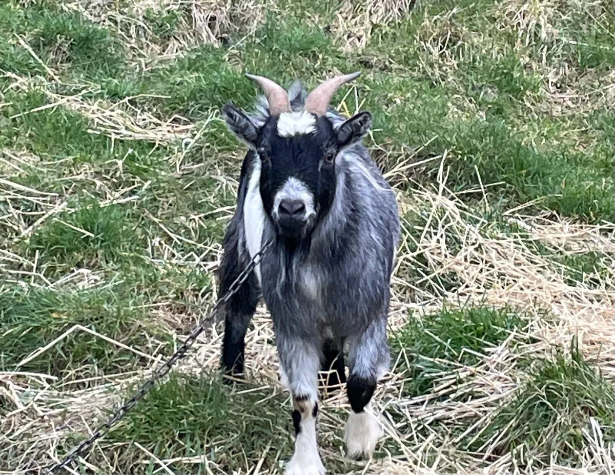 Pygmy goat - Image 1