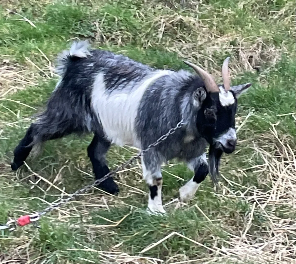 Pygmy goat - Image 2