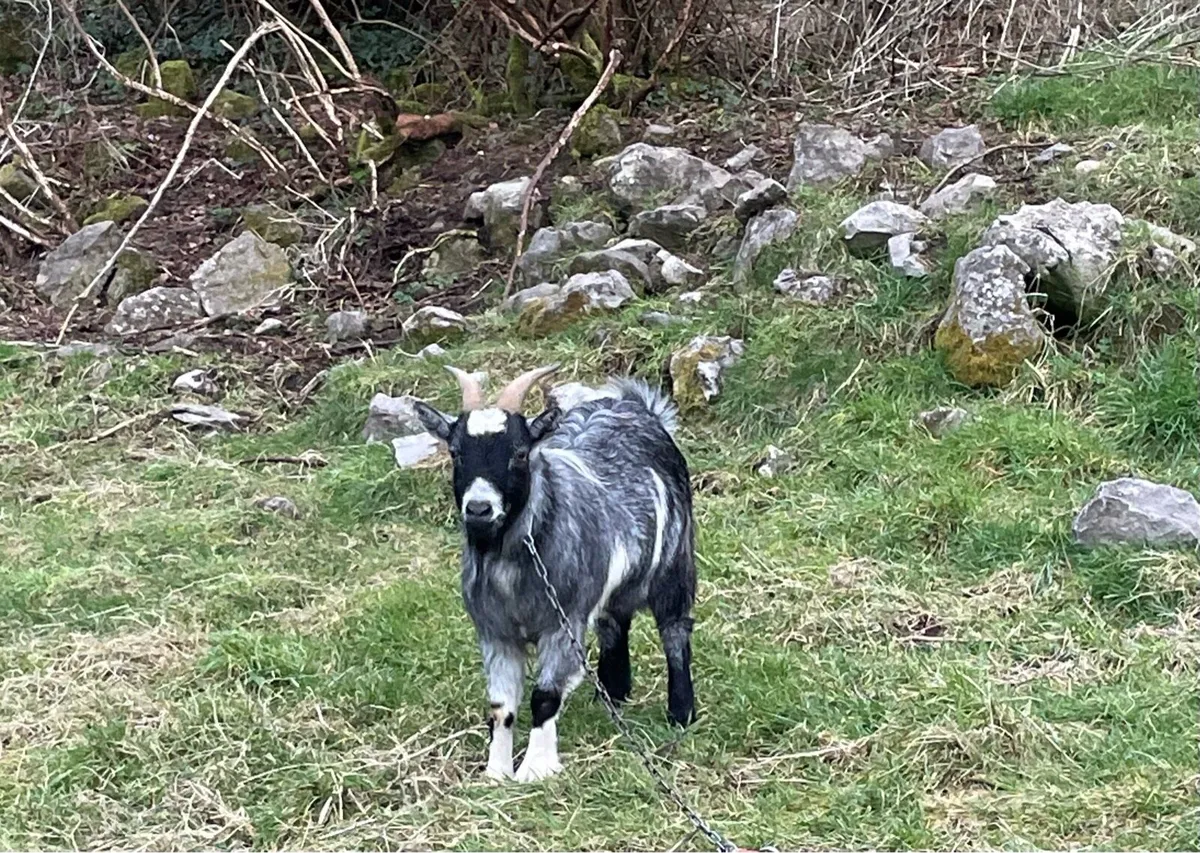 Pygmy goat - Image 3