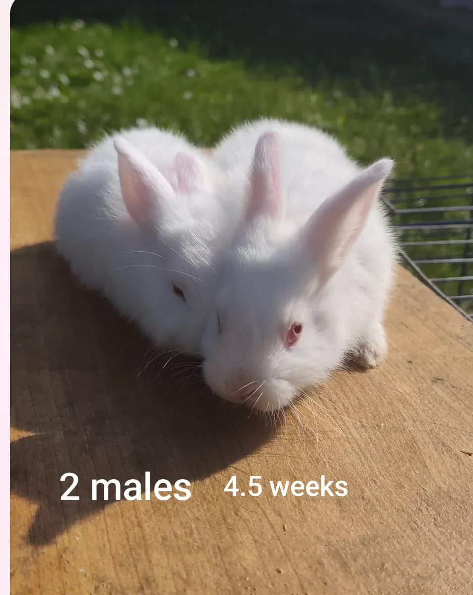 Rabbits - Image 2