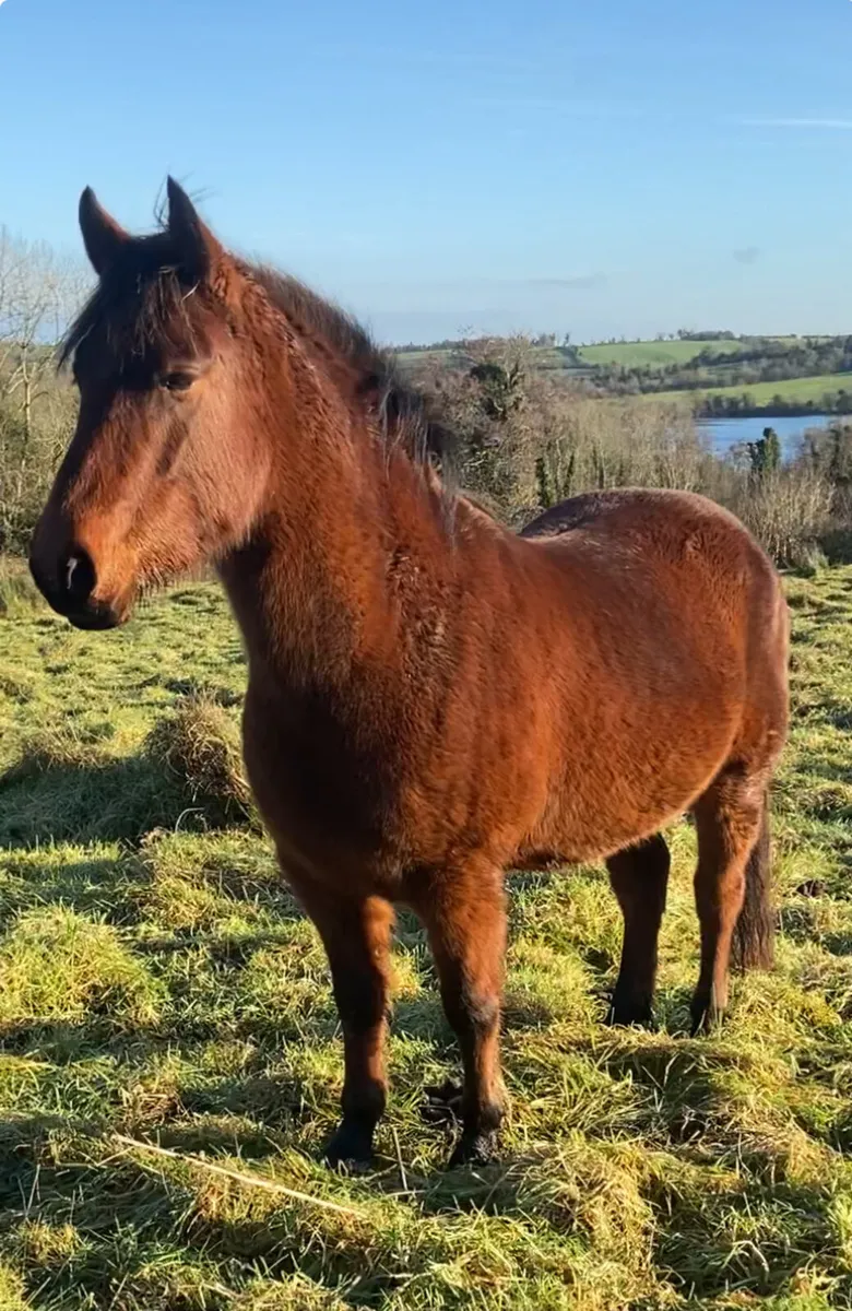 Connemara Gelding - Image 1
