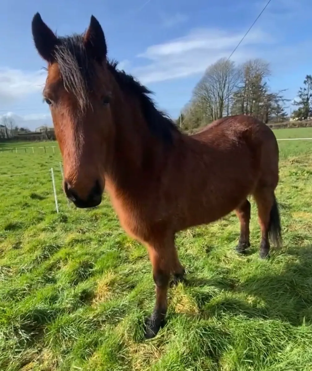 Connemara Gelding - Image 2