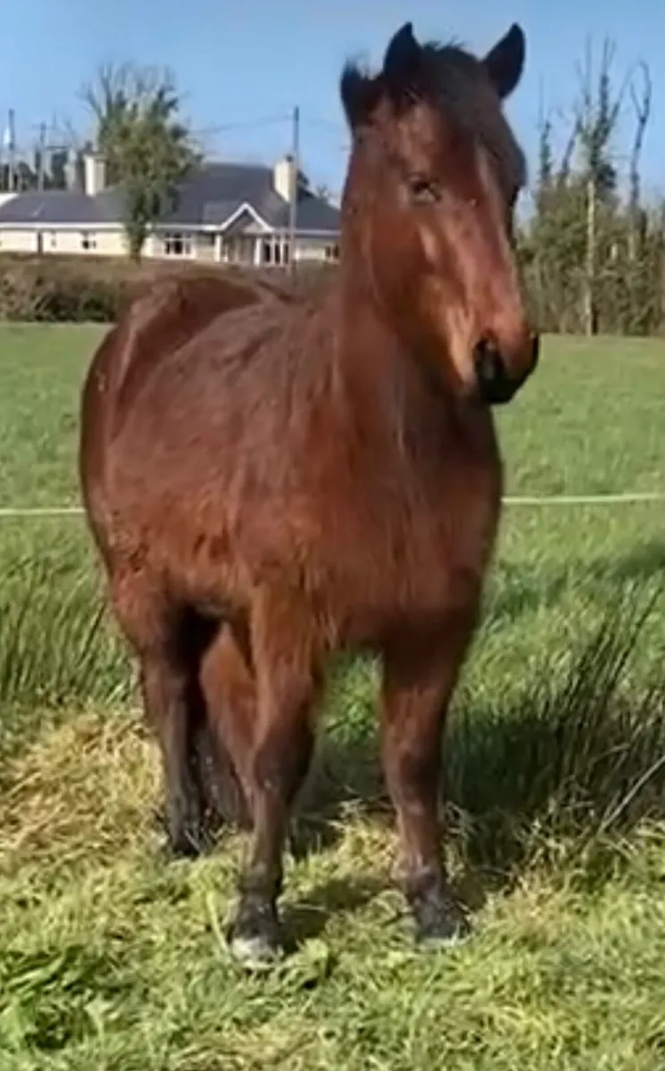 Connemara Gelding - Image 3