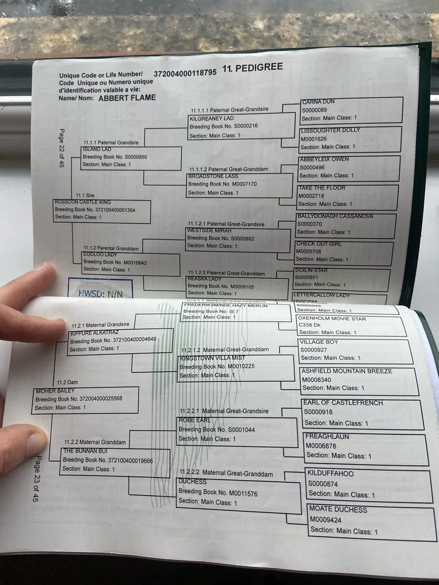 Connemara Gelding - Image 4