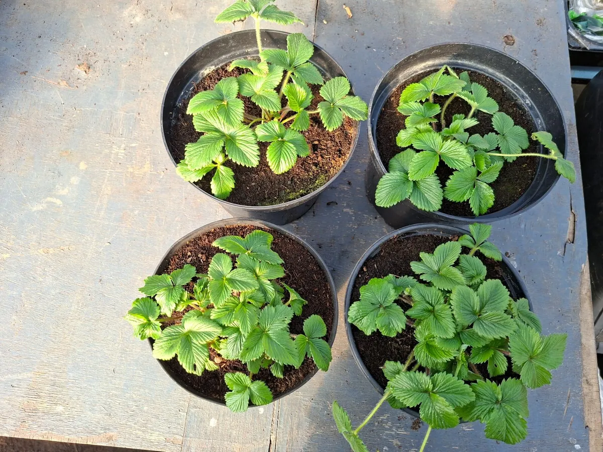 Organic Strawberry plants for sale