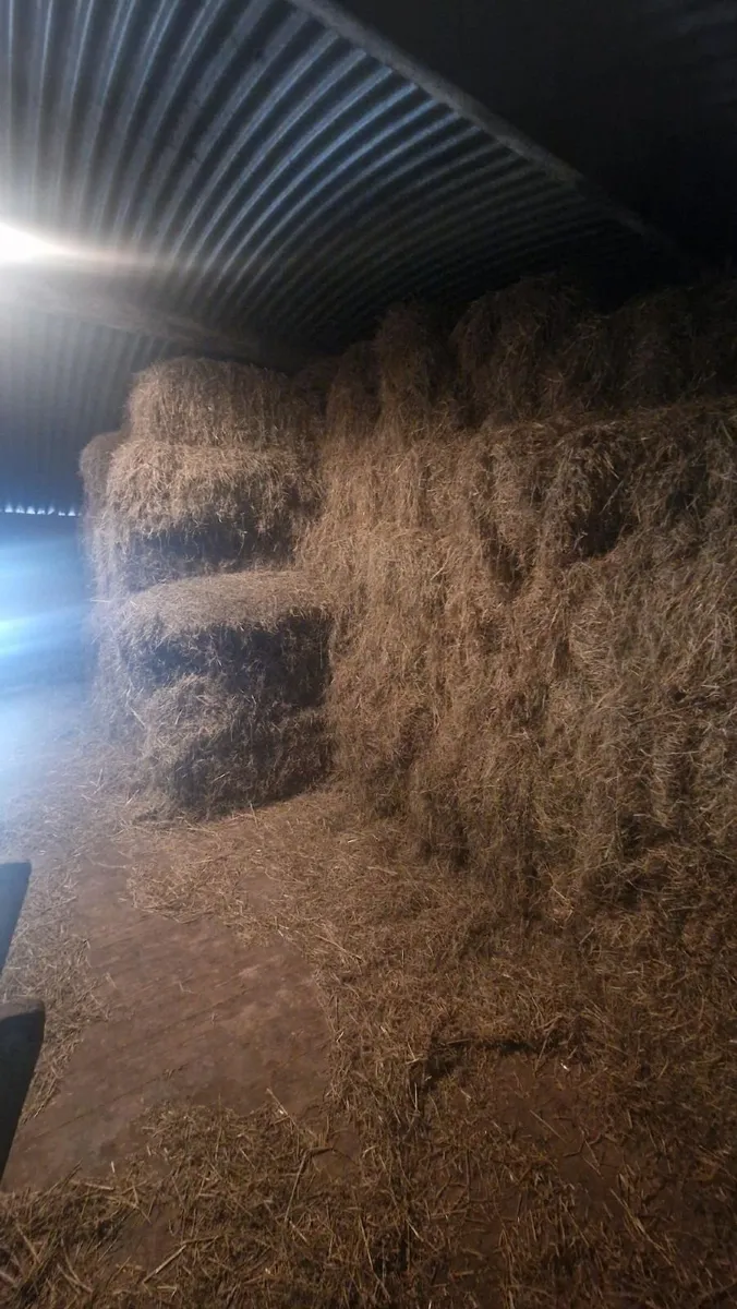 Square Hay Bales For Sale - Image 2