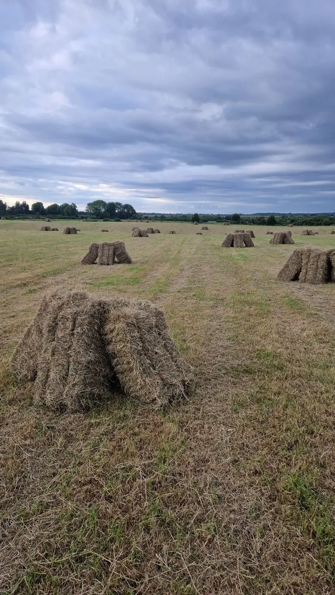 Square Hay Bales For Sale - Image 4