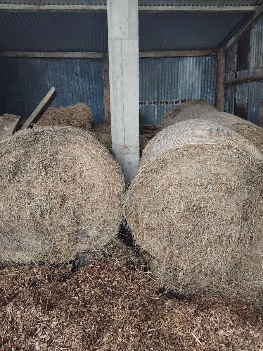 Round bales of hay