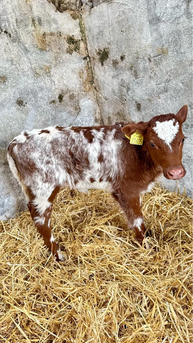 Shorthorn Heifers - Image 1