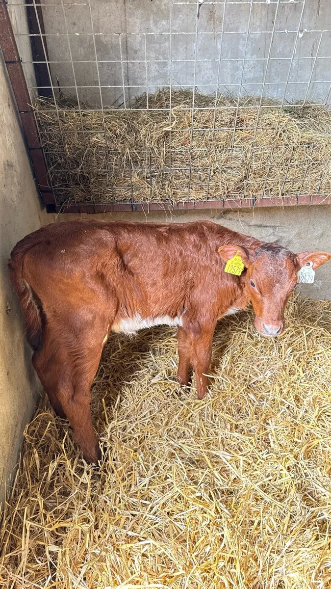 Shorthorn Heifers - Image 4
