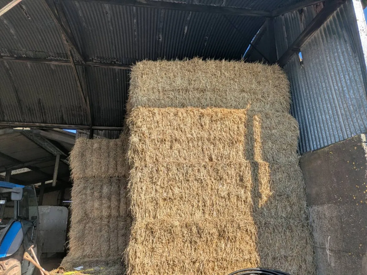 Barley 8x4x3 Big Square Barley Straw - Image 1