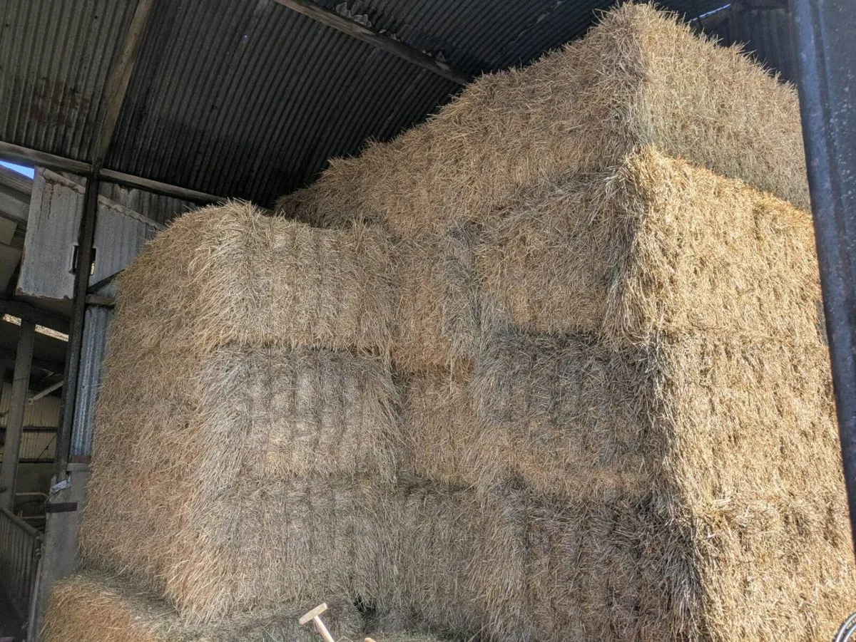 Barley 8x4x3 Big Square Barley Straw - Image 2