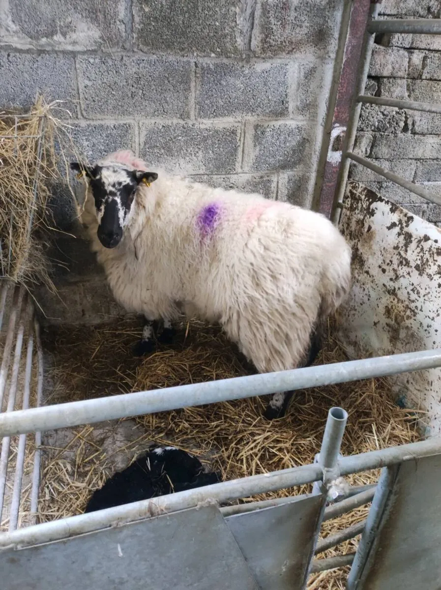 Foster ewe - Image 1