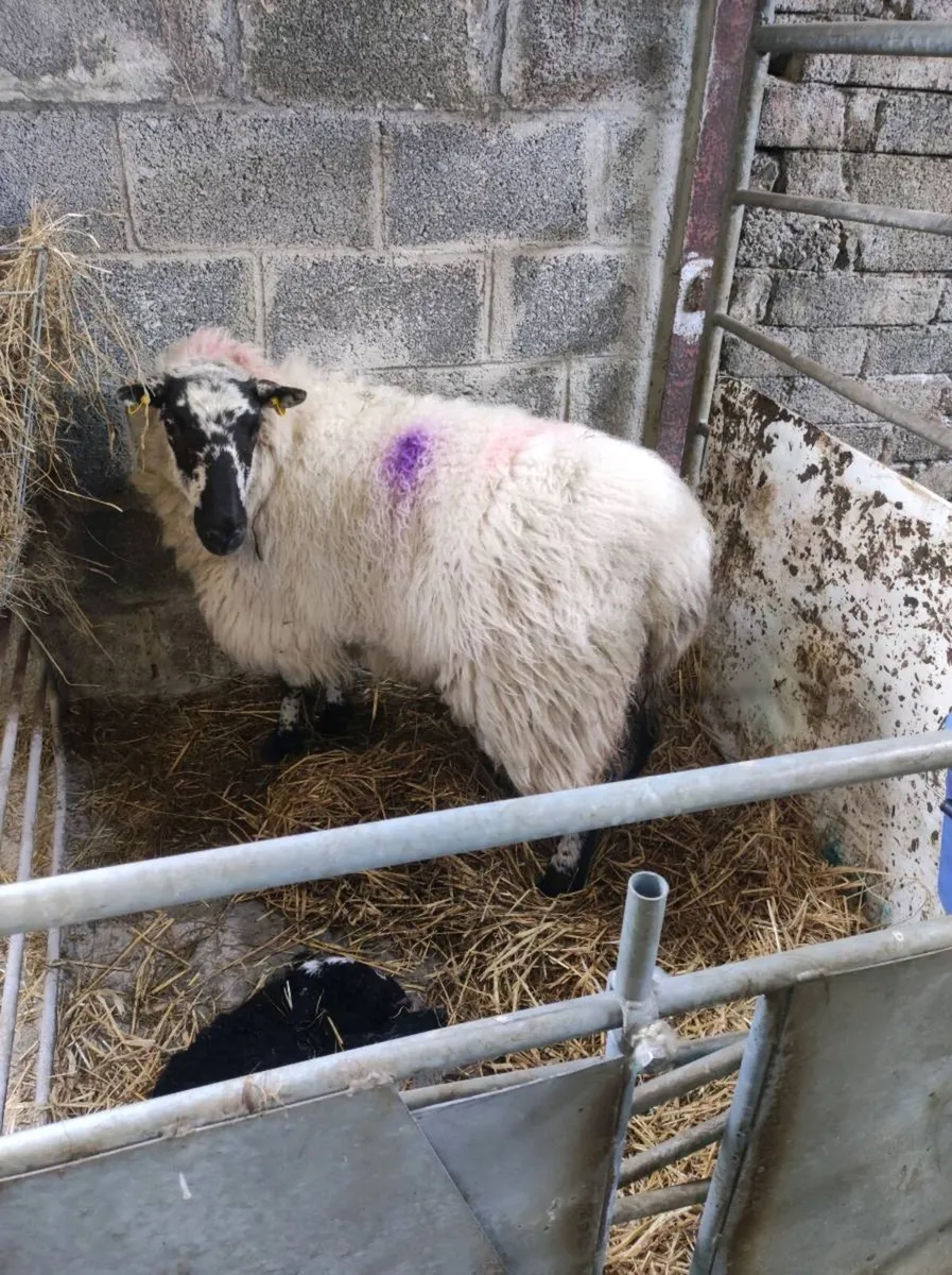 Foster ewe - Image 2