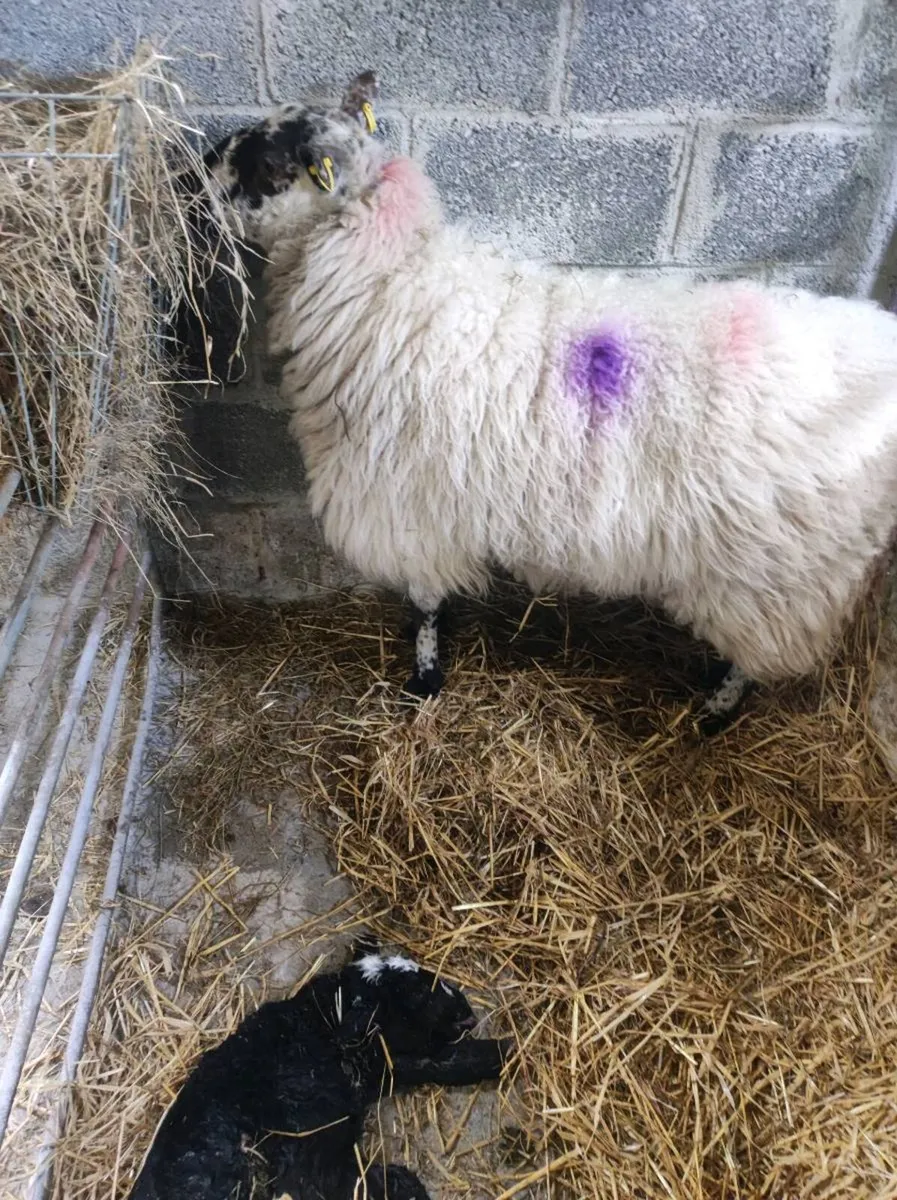 Foster ewe - Image 3