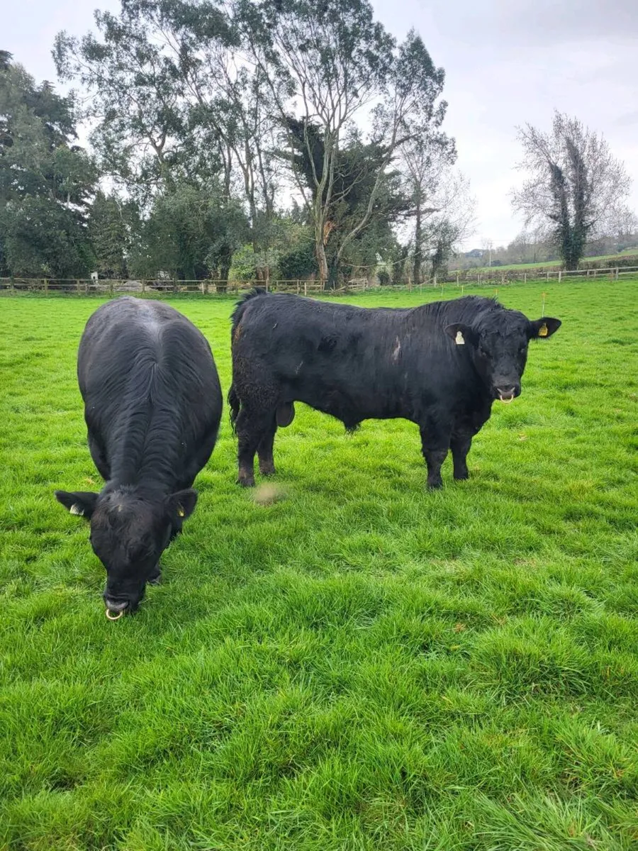 Pbr AA bulls⭐️⭐️⭐️⭐️⭐️ - Image 1