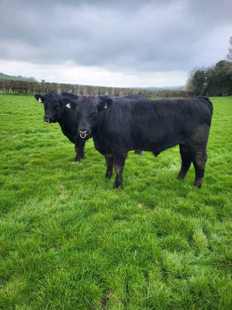 Pbr AA bulls⭐️⭐️⭐️⭐️⭐️ - Image 2