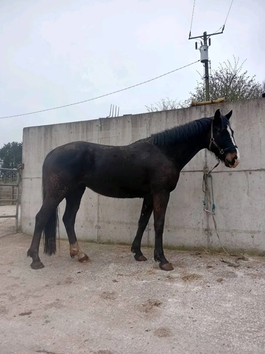 Lancelot mare - Image 3