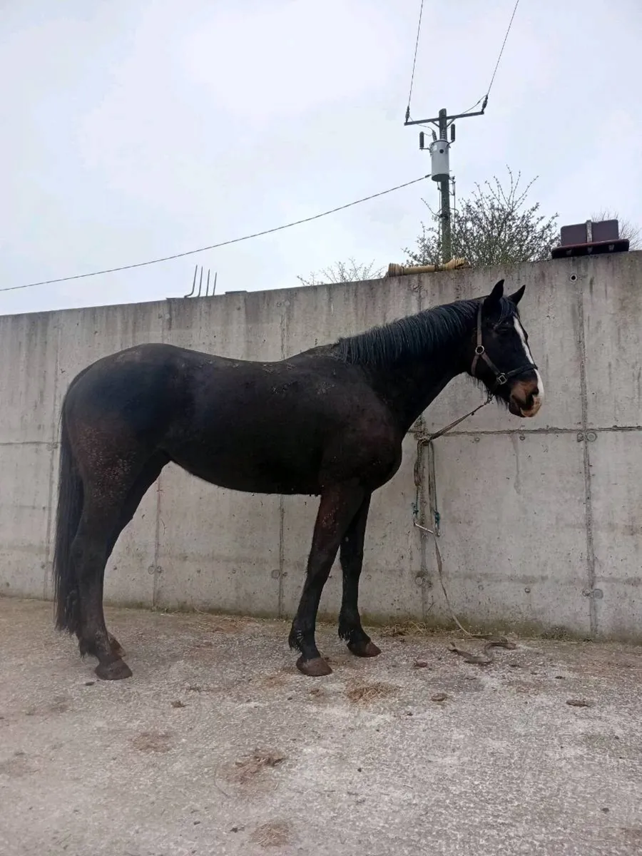 Lancelot mare - Image 4