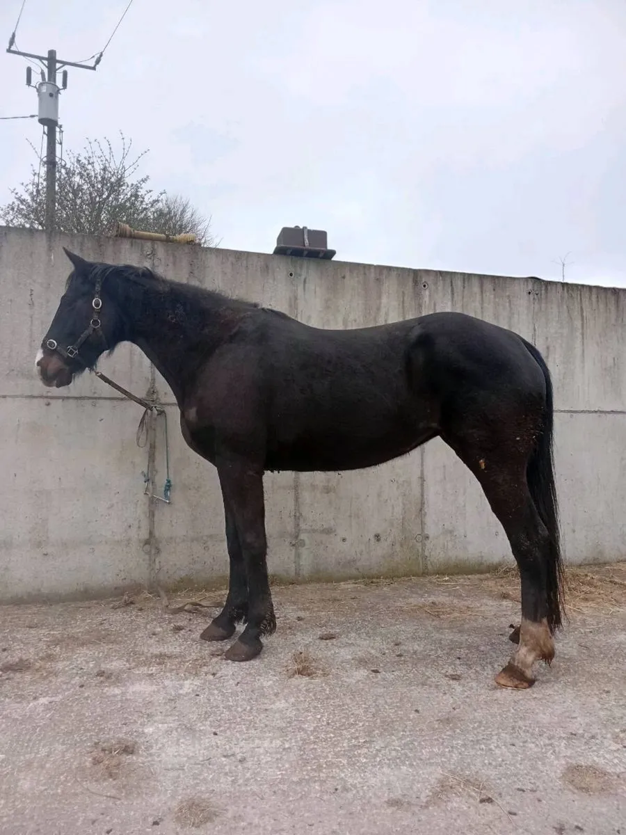 Lancelot mare - Image 1