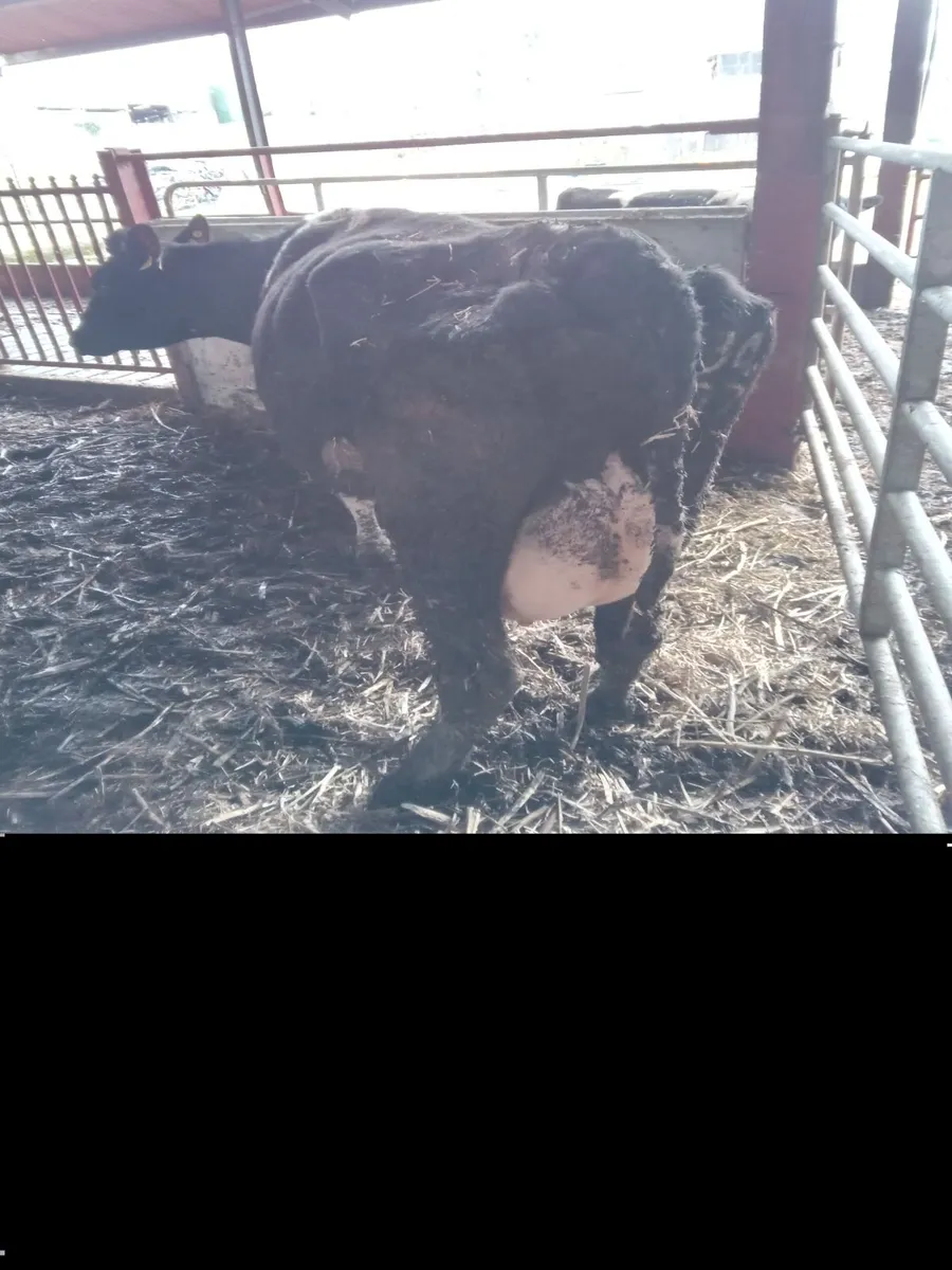 Cow for sulk calves - Image 1