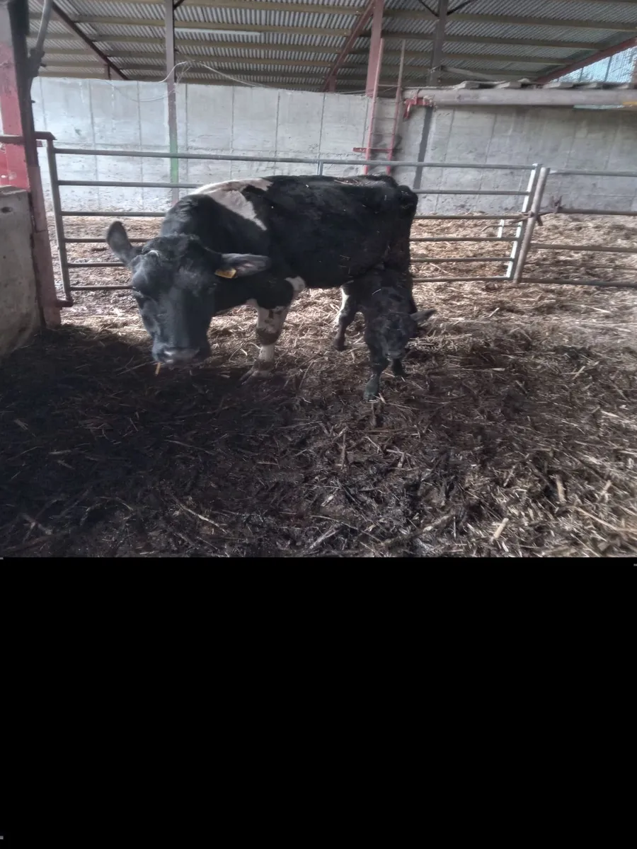 Cow for sulk calves - Image 2